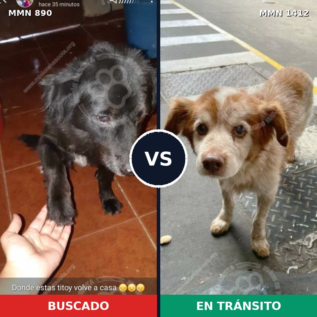 Comparativa MMS 24530: mascota perdida y mascota encontrada, 56% de similitud