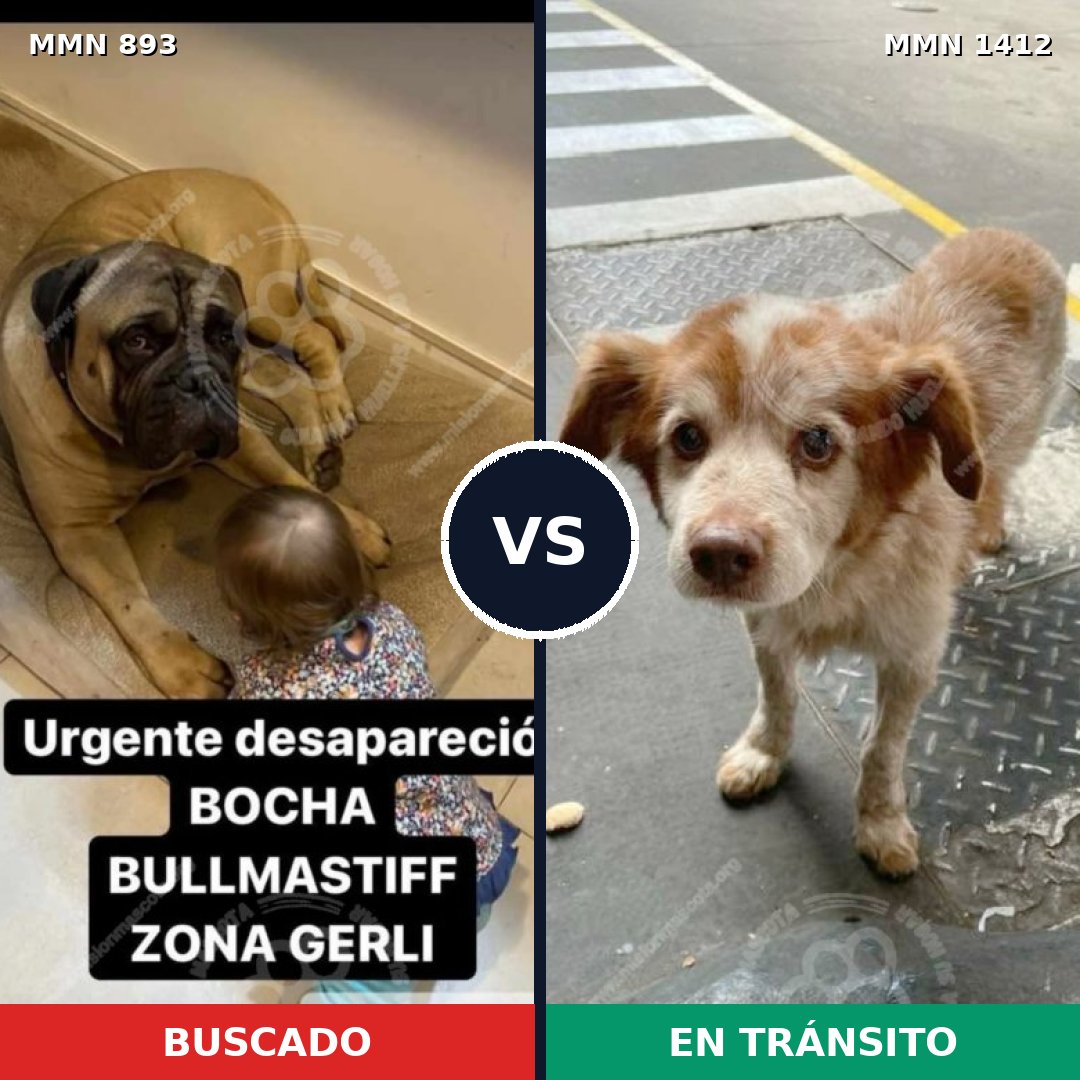 Comparativa MMS 24531: mascota perdida y mascota encontrada, 28% de similitud