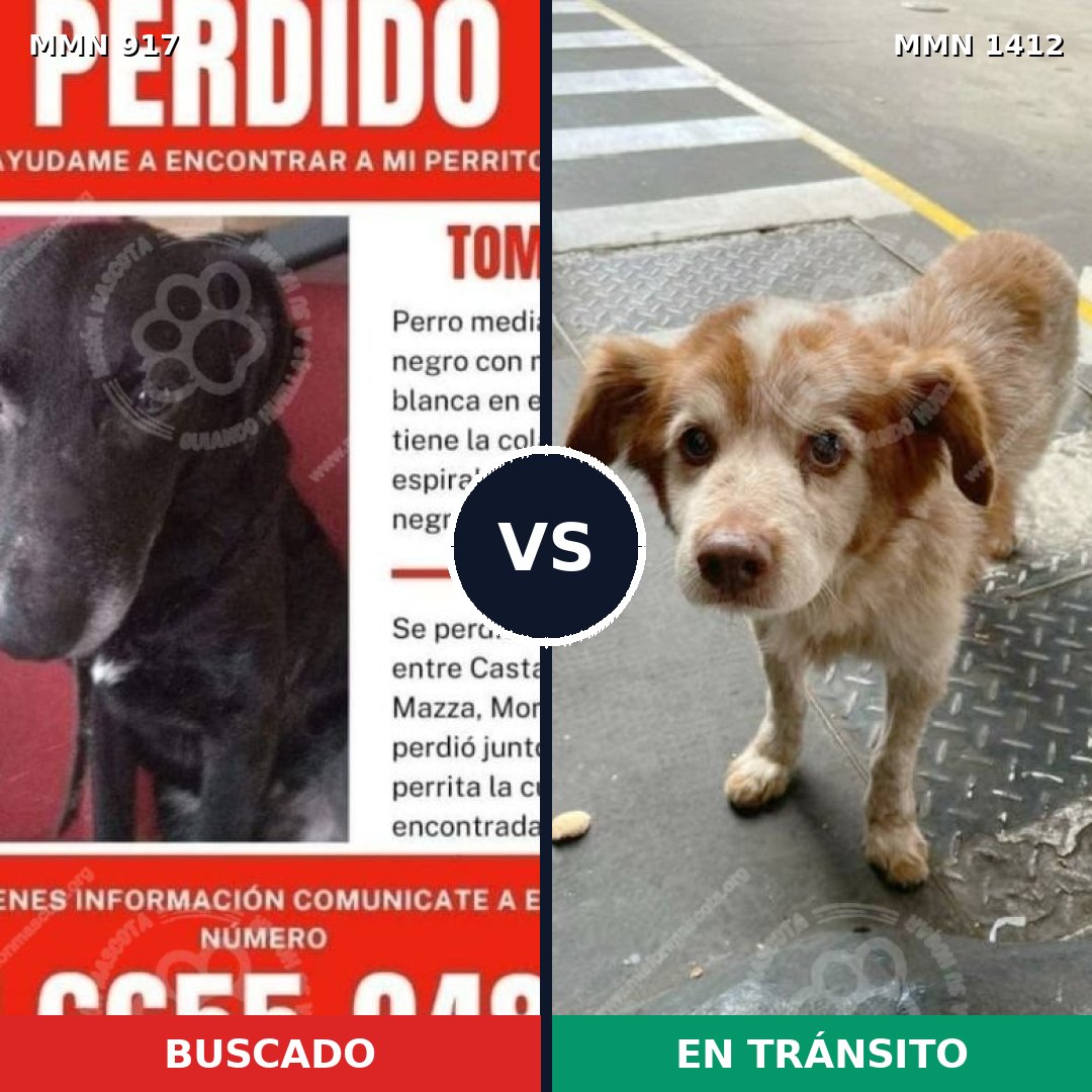 Comparativa MMS 24534: mascota perdida y mascota encontrada, 45% de similitud
