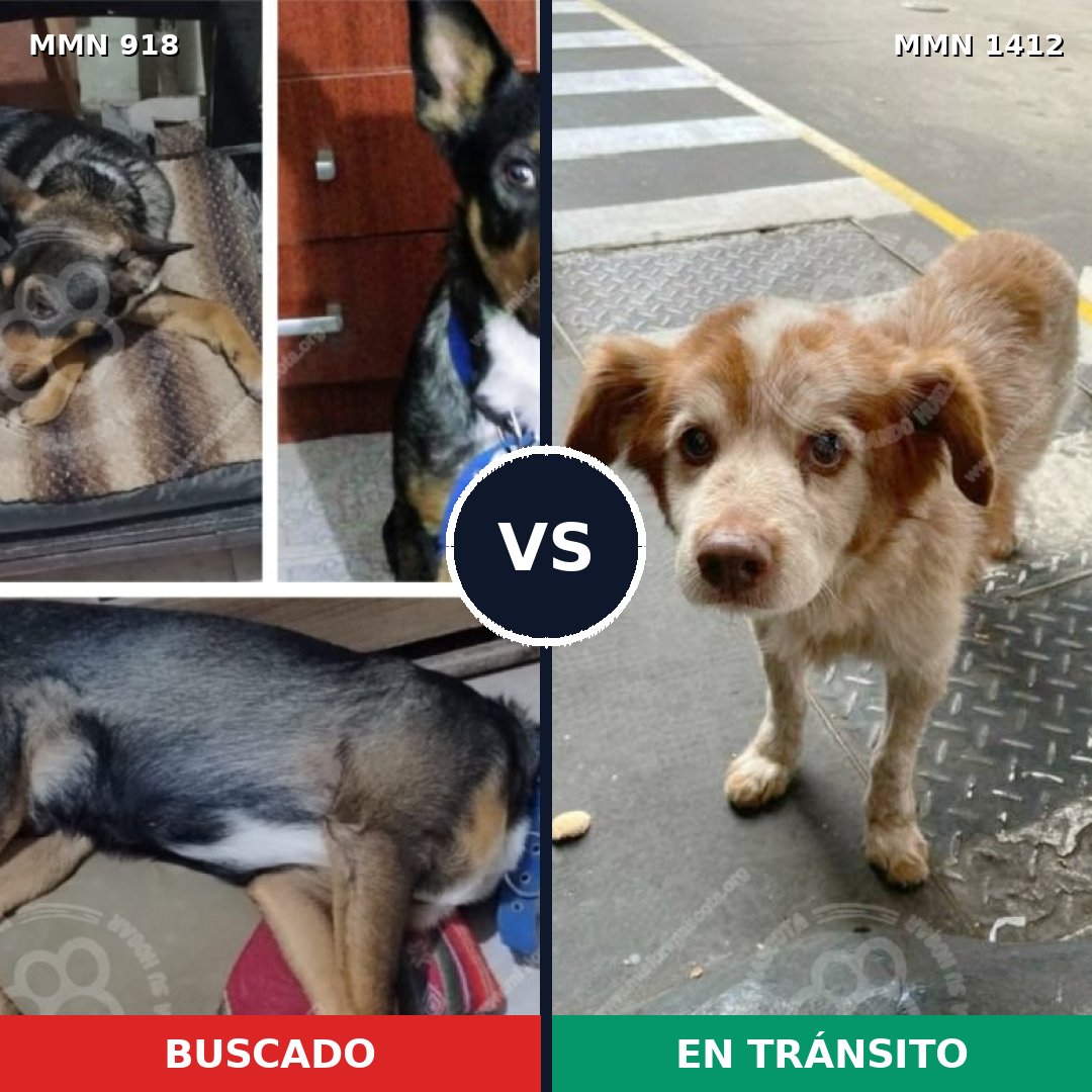 Comparativa MMS 24535: mascota perdida y mascota encontrada, 30% de similitud