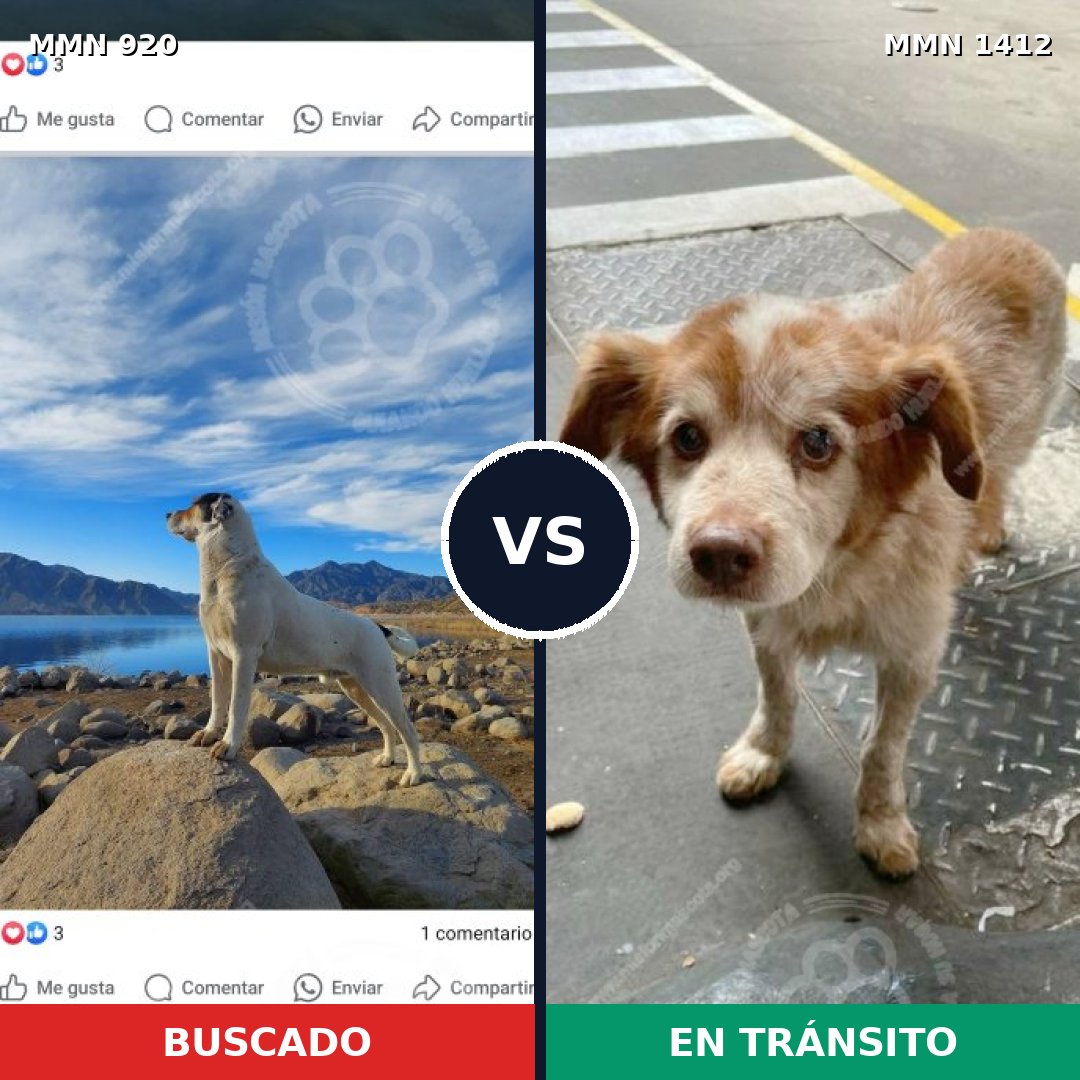 Comparativa MMS 24537: mascota perdida y mascota encontrada, 28% de similitud