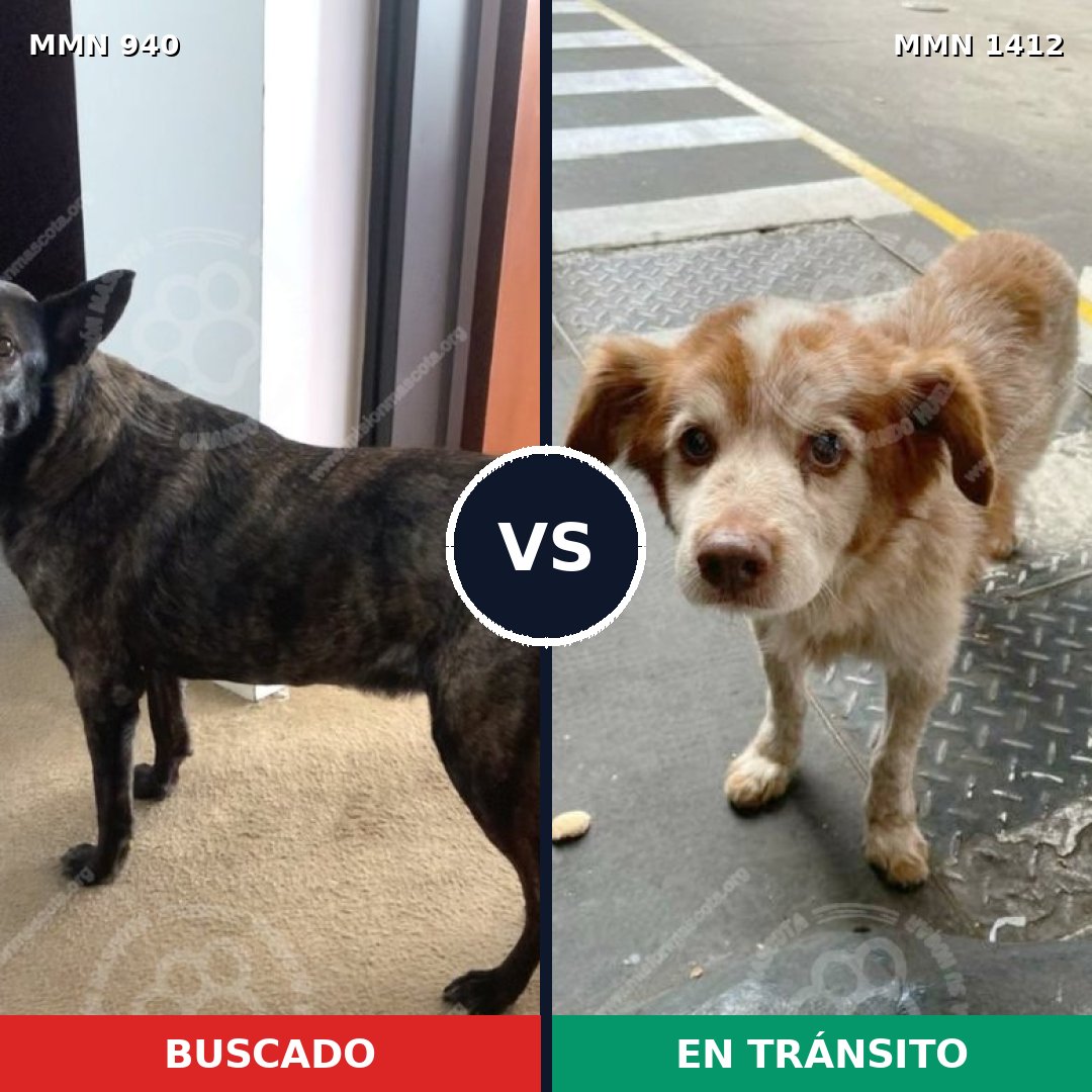 Comparativa MMS 24538: mascota perdida y mascota encontrada, 39% de similitud