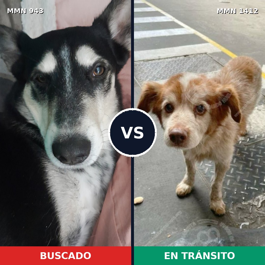 Comparativa MMS 24539: mascota perdida y mascota encontrada, 58% de similitud