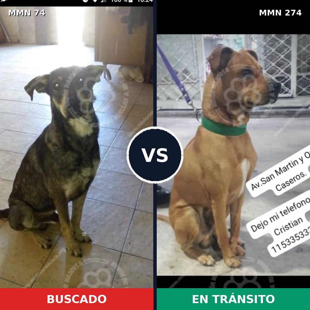 Comparativa MMS 2454: mascota perdida y mascota encontrada, 63% de similitud