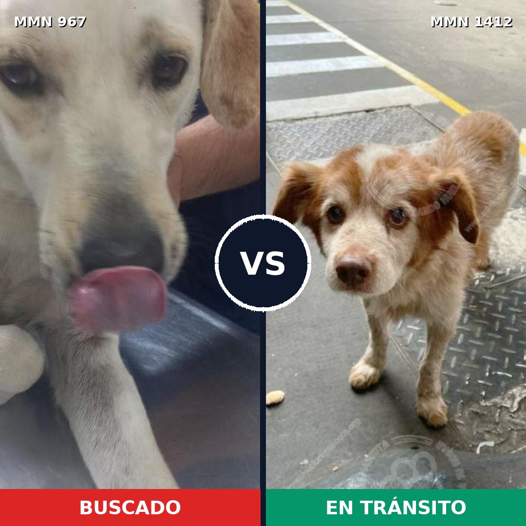Comparativa MMS 24541: mascota perdida y mascota encontrada, 54% de similitud