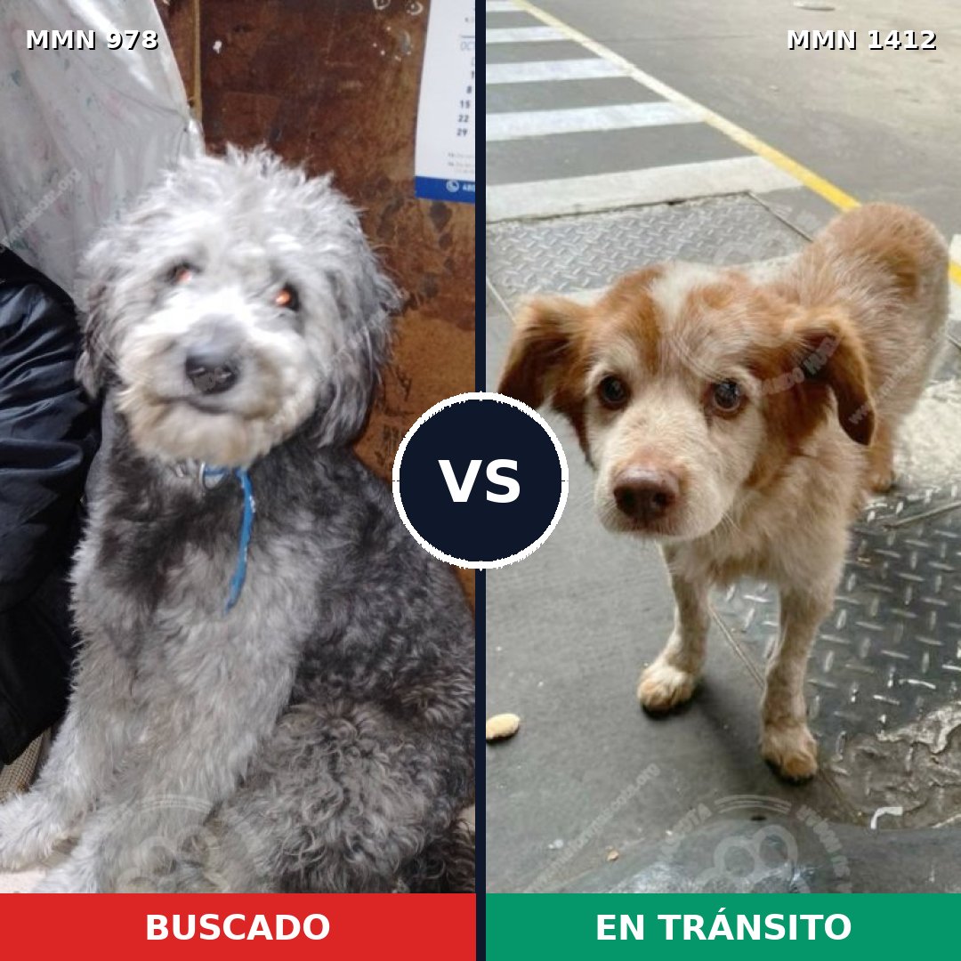 Comparativa MMS 24543: mascota perdida y mascota encontrada, 44% de similitud