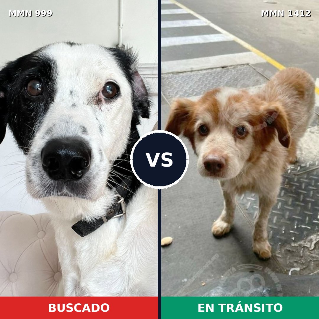 Comparativa MMS 24546: mascota perdida y mascota encontrada, 39% de similitud