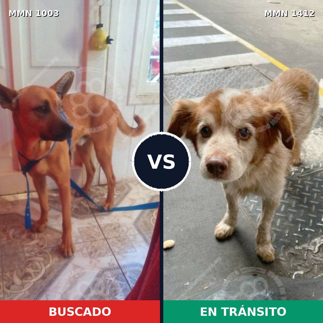 Comparativa MMS 24547: mascota perdida y mascota encontrada, 32% de similitud