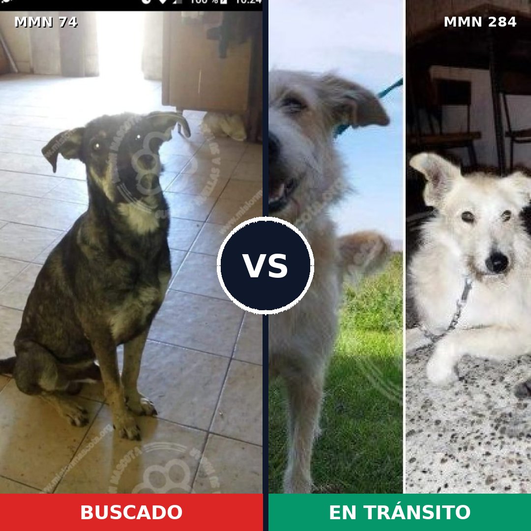 Comparativa MMS 2455: mascota perdida y mascota encontrada, 64% de similitud