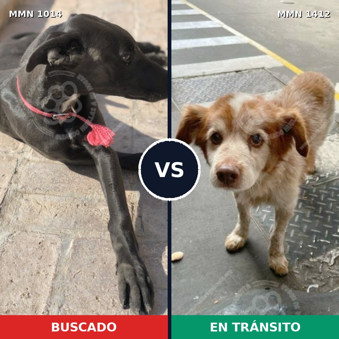 Comparativa MMS 24550: mascota perdida y mascota encontrada, 27% de similitud