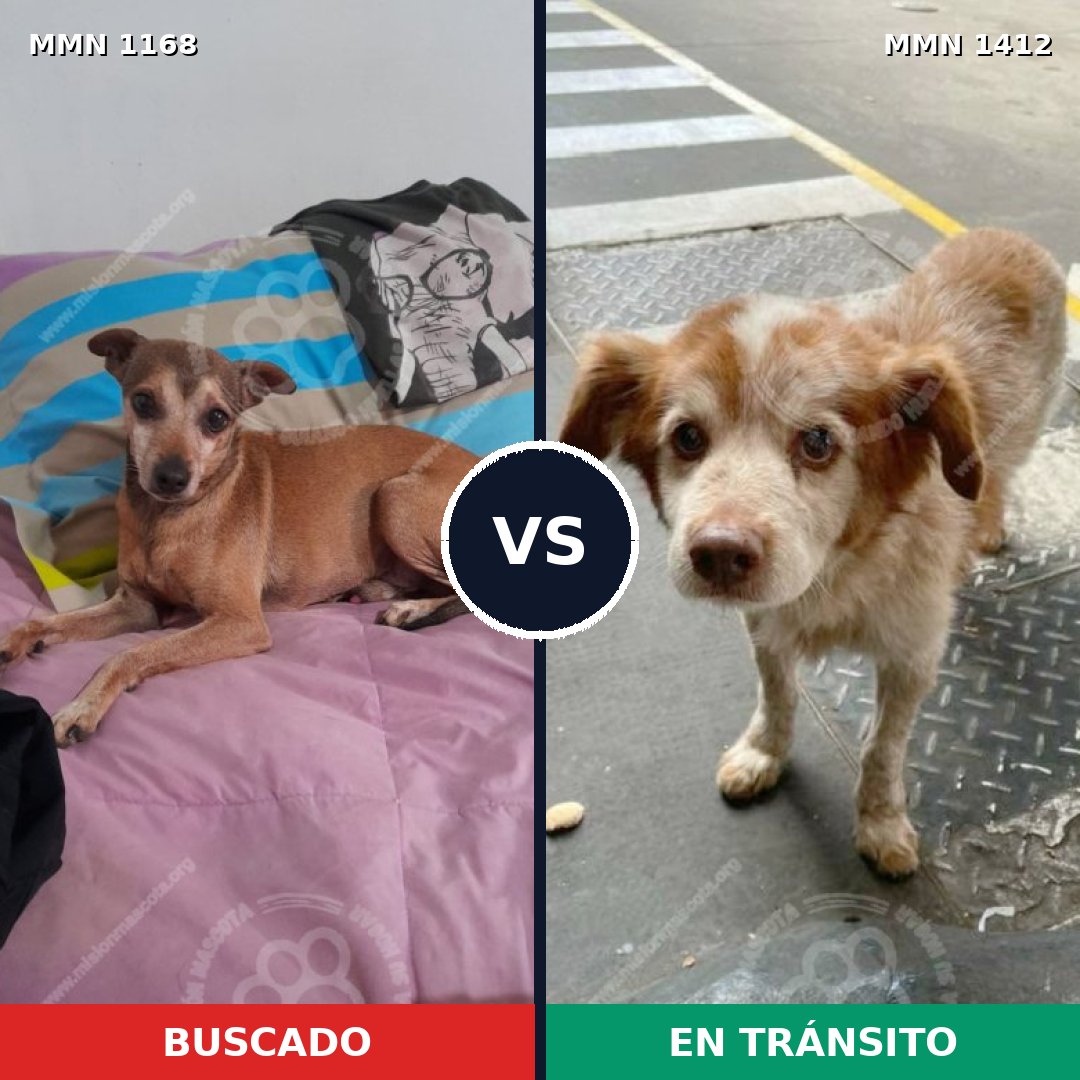 Comparativa MMS 24553: mascota perdida y mascota encontrada, 55% de similitud
