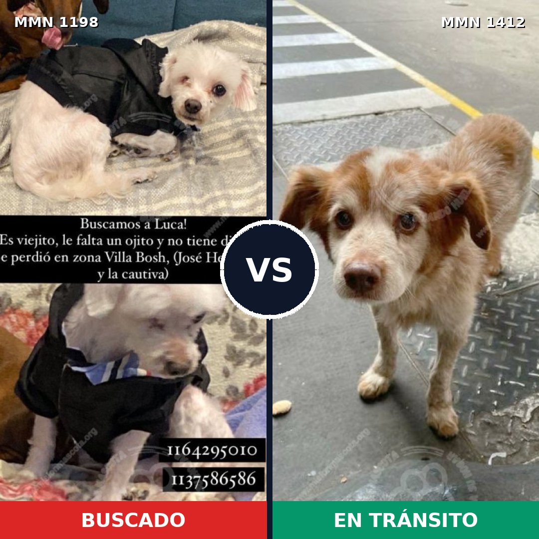 Comparativa MMS 24554: mascota perdida y mascota encontrada, 58% de similitud