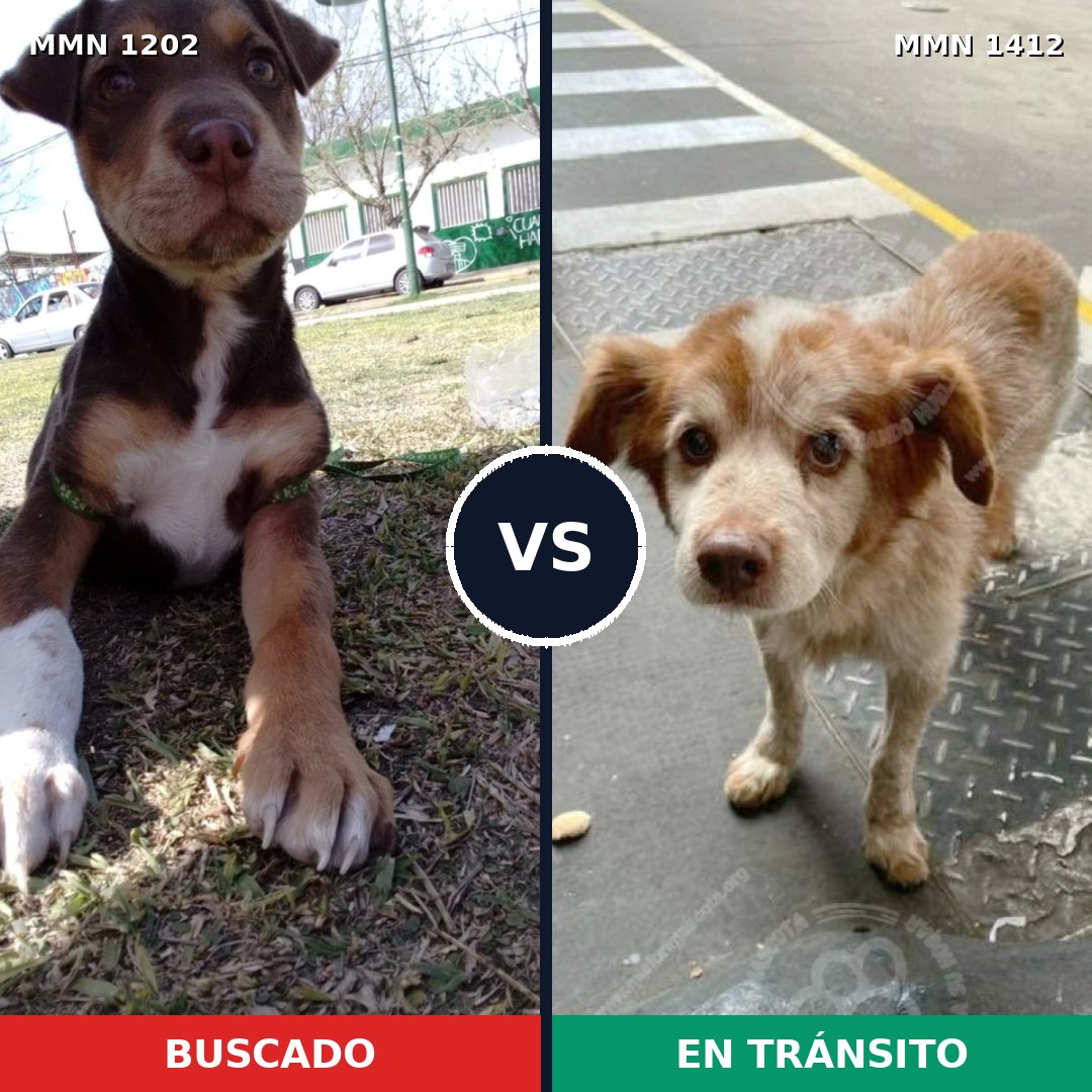 Comparativa MMS 24555: mascota perdida y mascota encontrada, 32% de similitud