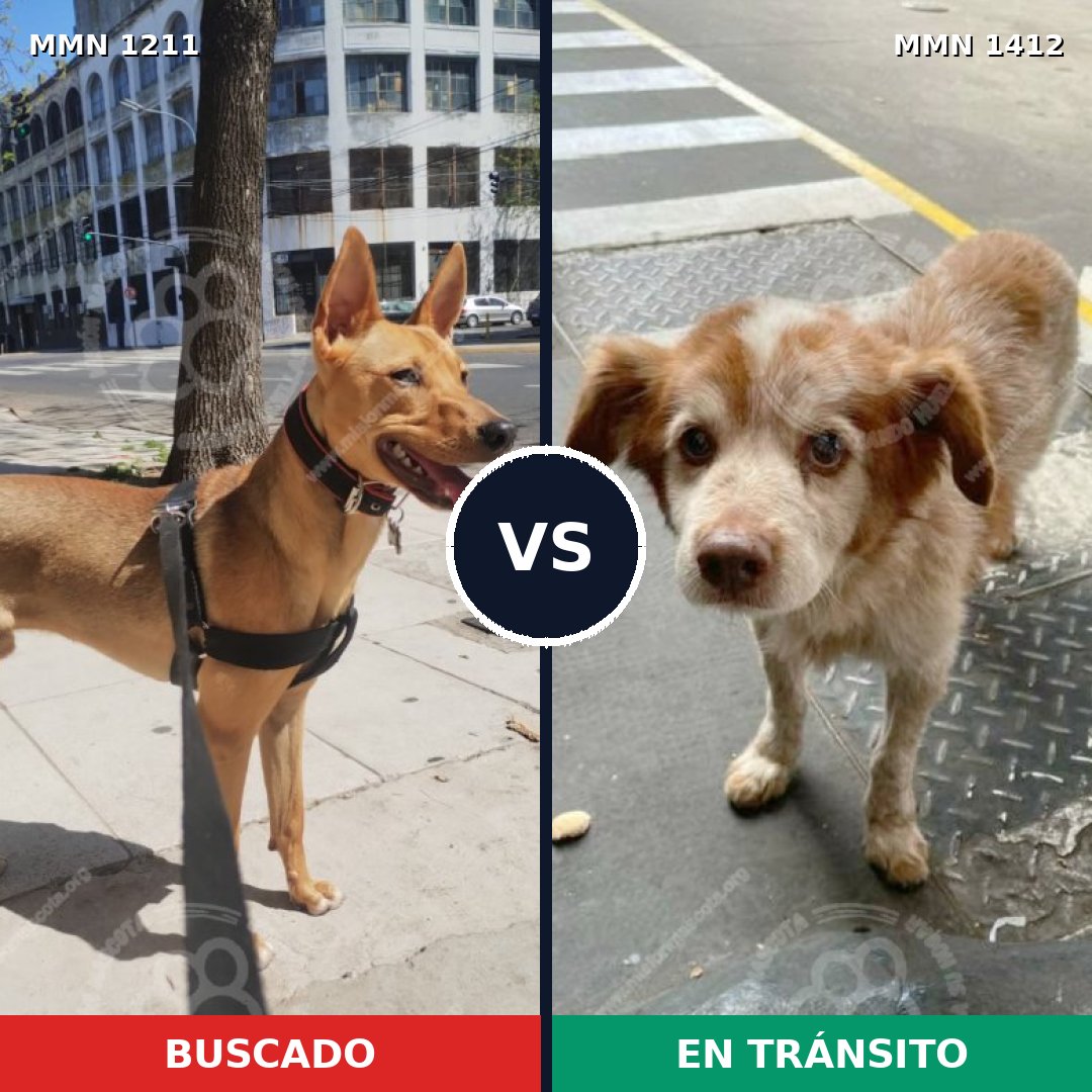 Comparativa MMS 24556: mascota perdida y mascota encontrada, 76% de similitud
