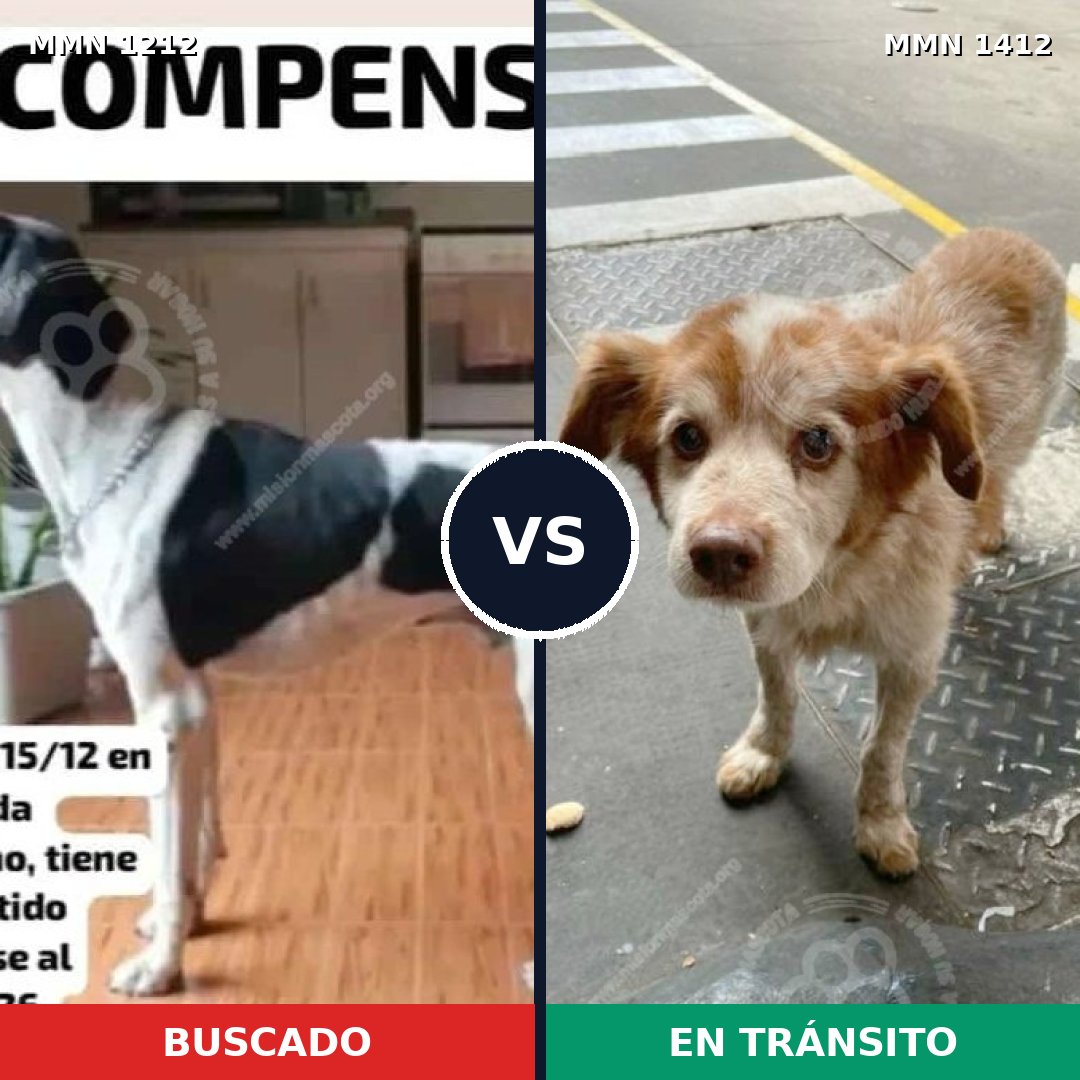 Comparativa MMS 24557: mascota perdida y mascota encontrada, 30% de similitud