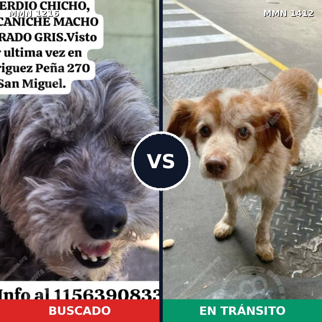 Comparativa MMS 24558: mascota perdida y mascota encontrada, 47% de similitud