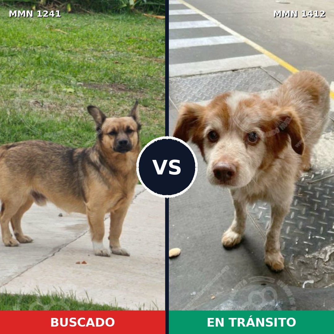 Comparativa MMS 24559: mascota perdida y mascota encontrada, 79% de similitud
