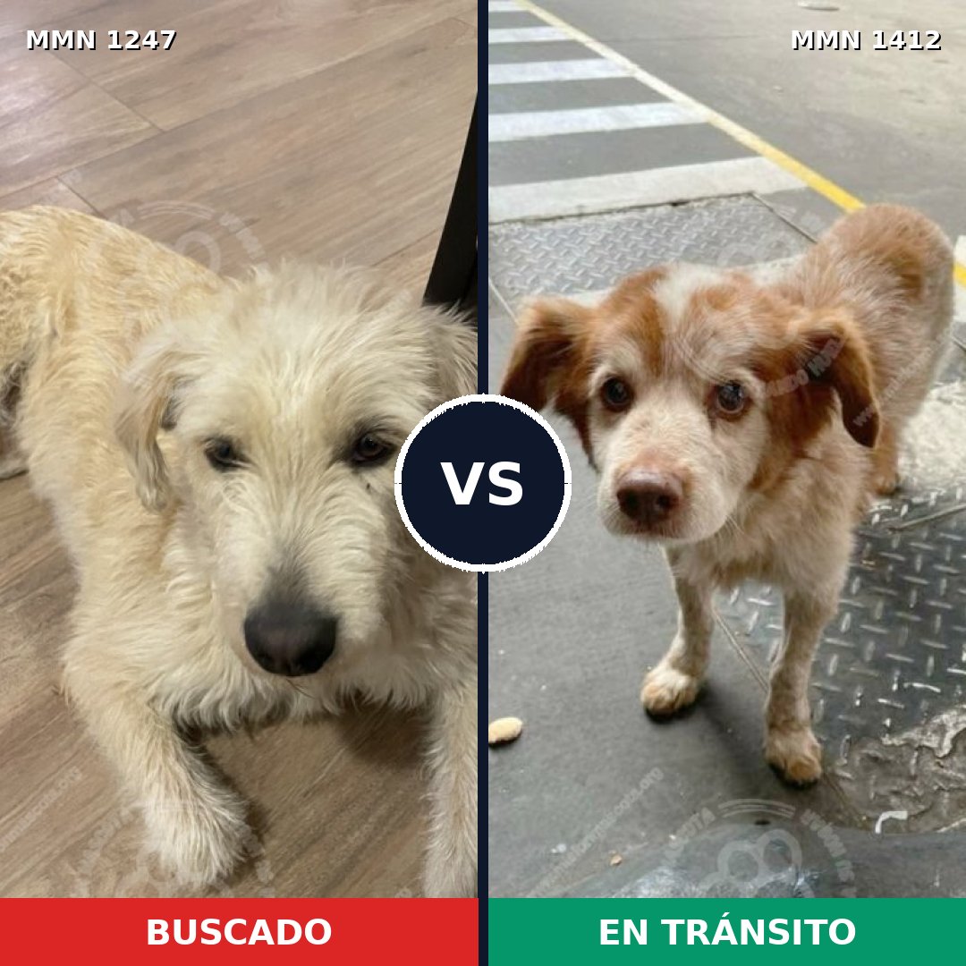 Comparativa MMS 24560: mascota perdida y mascota encontrada, 76% de similitud