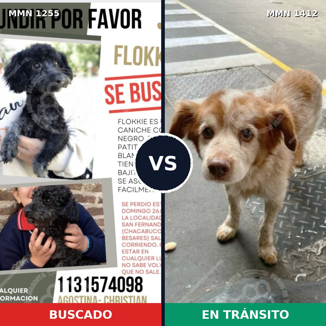 Comparativa MMS 24561: mascota perdida y mascota encontrada, 45% de similitud