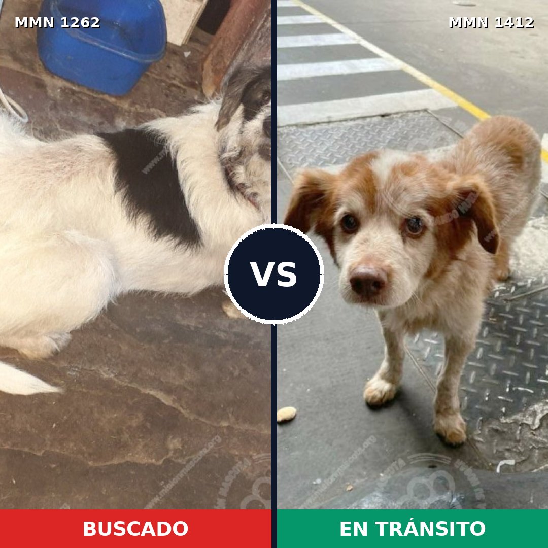 Comparativa MMS 24562: mascota perdida y mascota encontrada, 61% de similitud