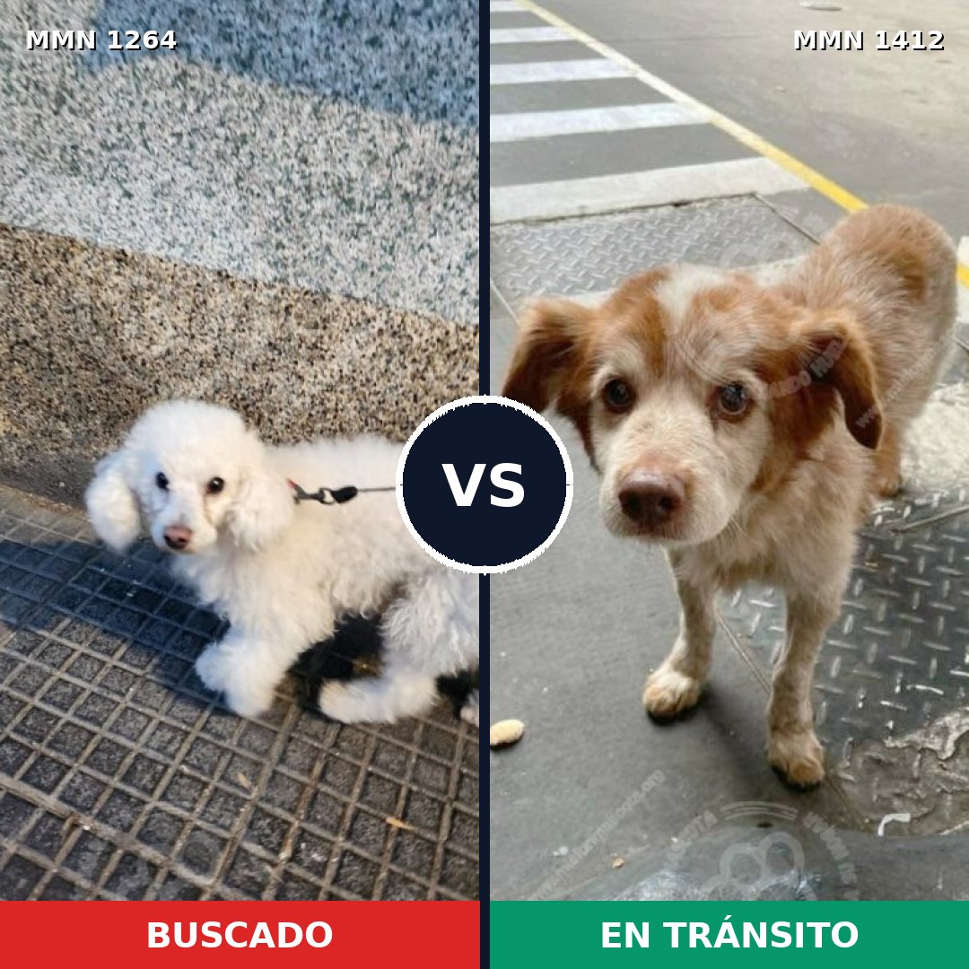 Comparativa MMS 24563: mascota perdida y mascota encontrada, 58% de similitud