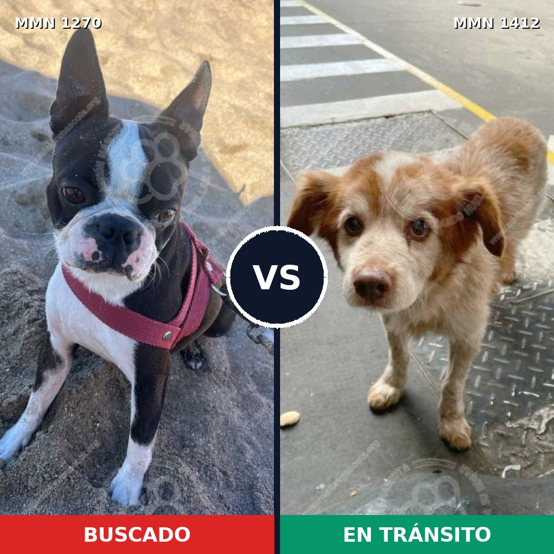 Comparativa MMS 24564: mascota perdida y mascota encontrada, 55% de similitud