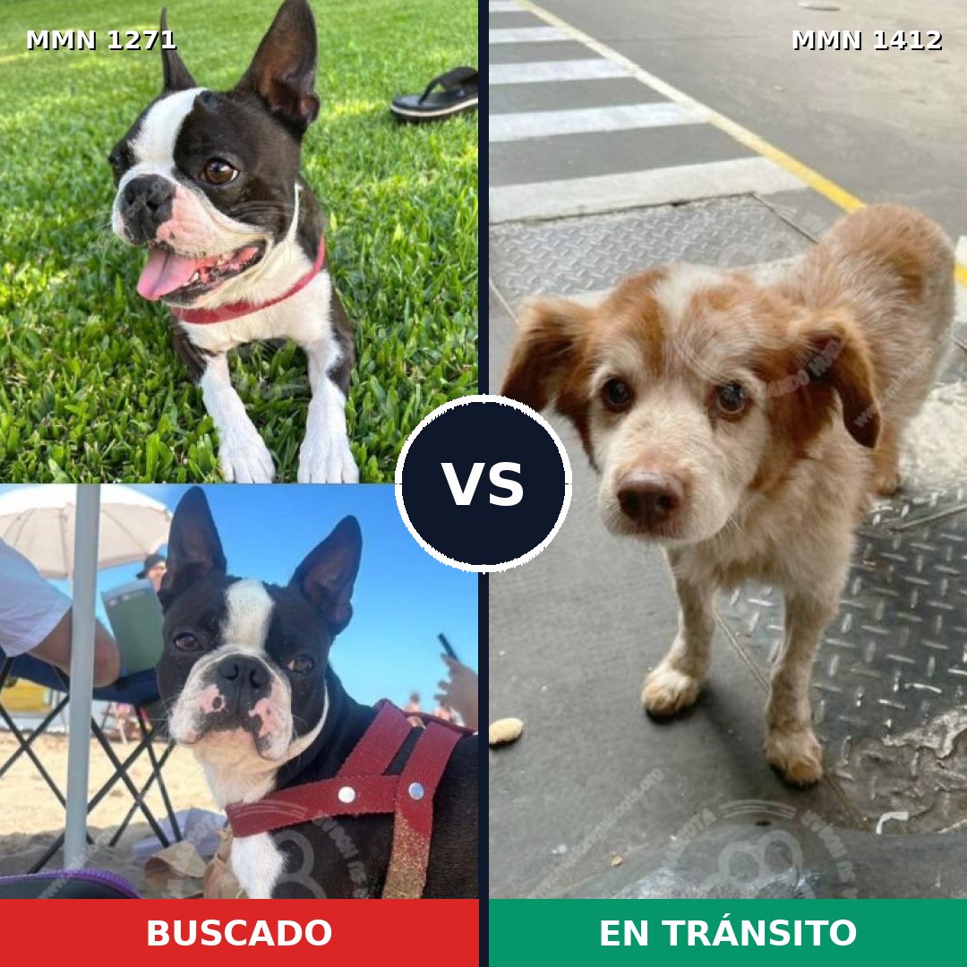 Comparativa MMS 24565: mascota perdida y mascota encontrada, 55% de similitud
