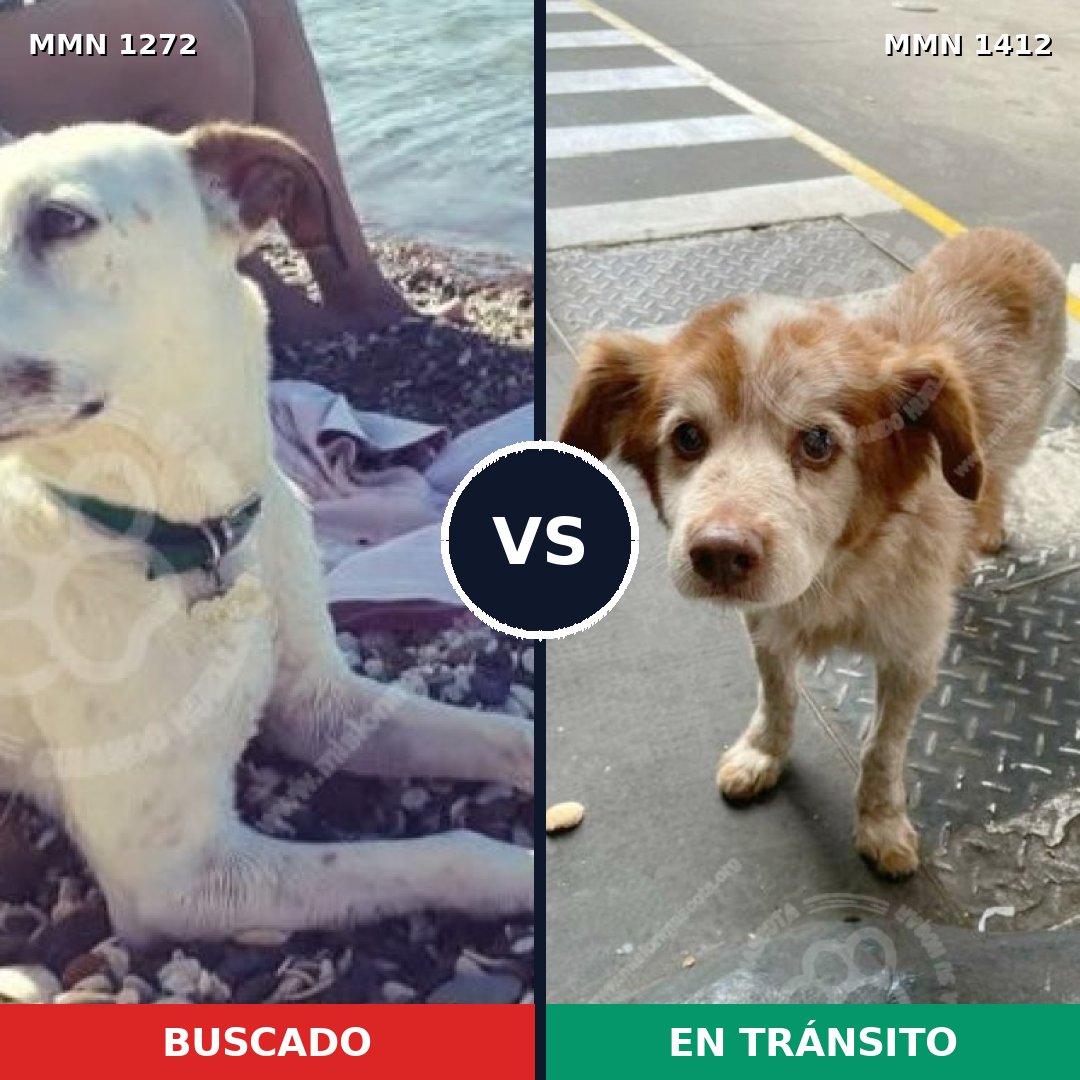 Comparativa MMS 24566: mascota perdida y mascota encontrada, 59% de similitud