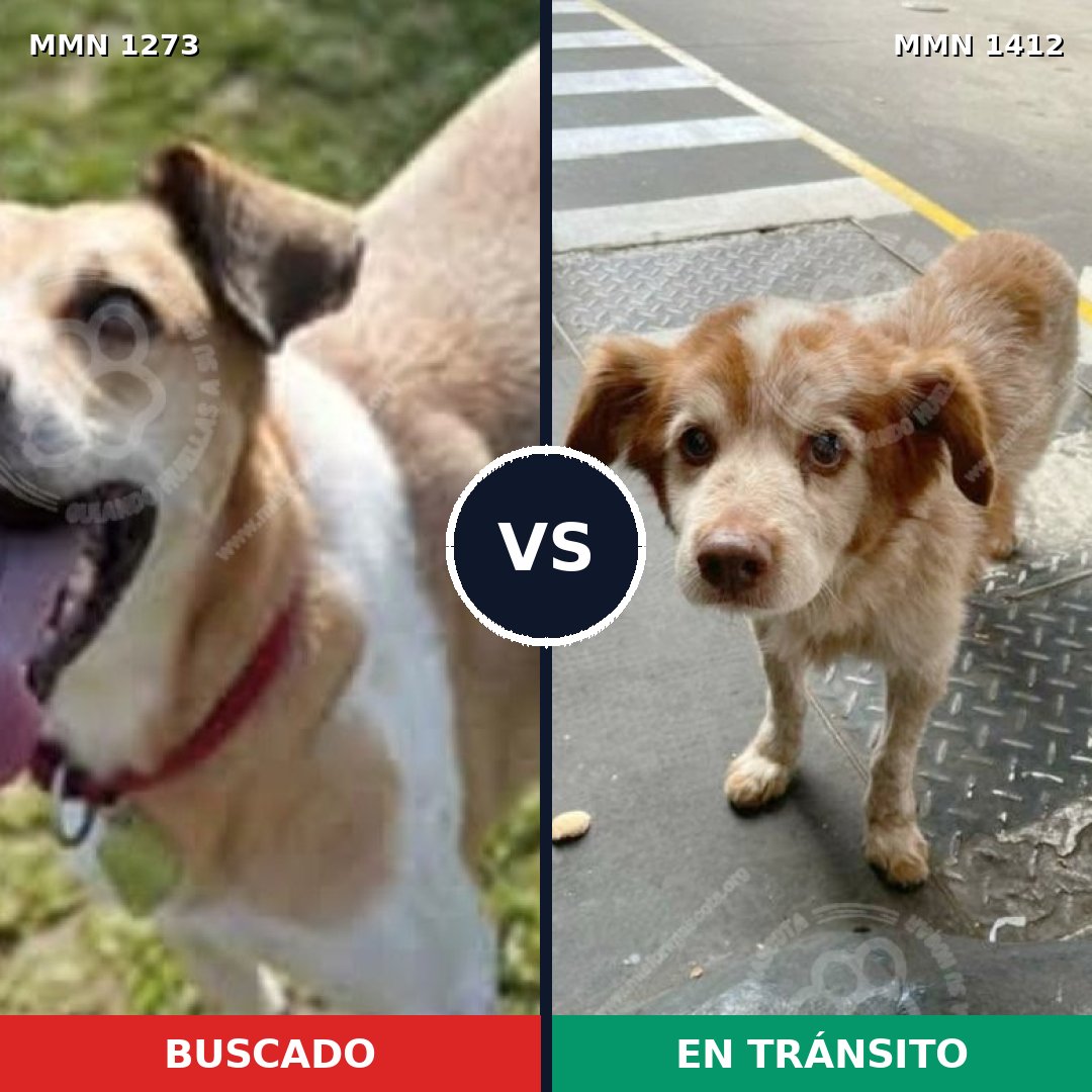 Comparativa MMS 24567: mascota perdida y mascota encontrada, 60% de similitud