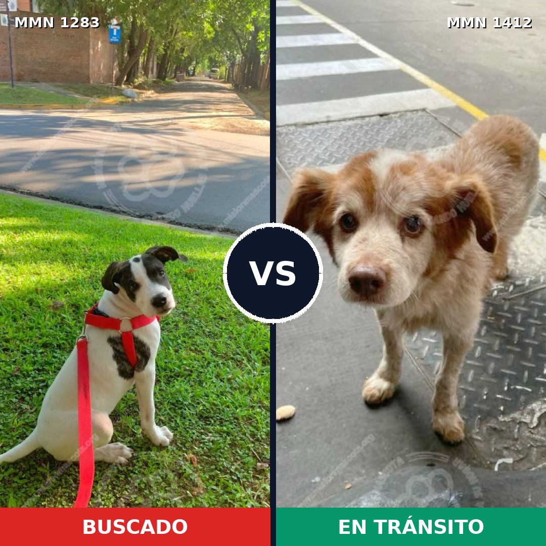 Comparativa MMS 24568: mascota perdida y mascota encontrada, 79% de similitud