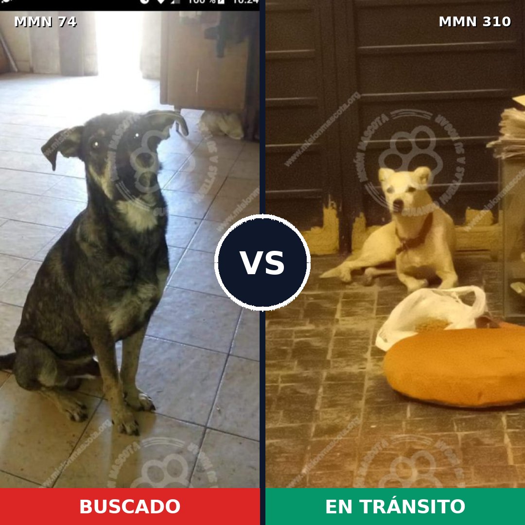 Comparativa MMS 2457: mascota perdida y mascota encontrada, 58% de similitud