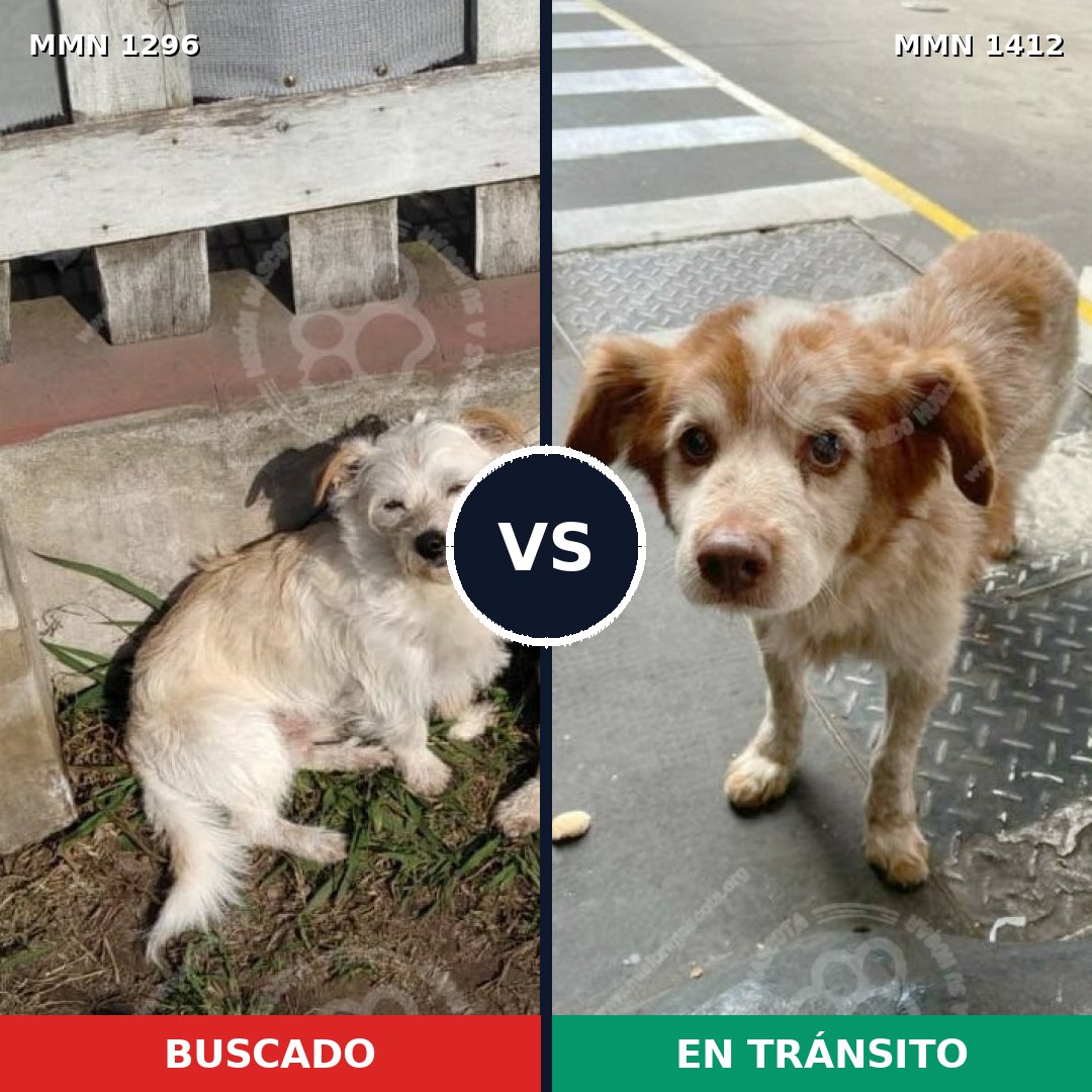 Comparativa MMS 24572: mascota perdida y mascota encontrada, 84% de similitud