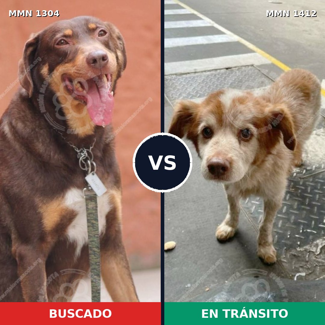 Comparativa MMS 24574: mascota perdida y mascota encontrada, 58% de similitud