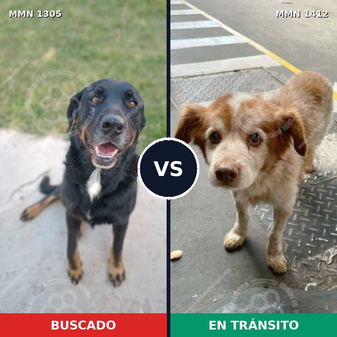 Comparativa MMS 24575: mascota perdida y mascota encontrada, 50% de similitud