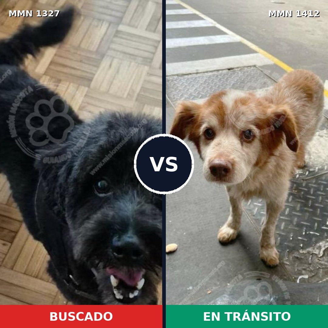 Comparativa MMS 24577: mascota perdida y mascota encontrada, 54% de similitud