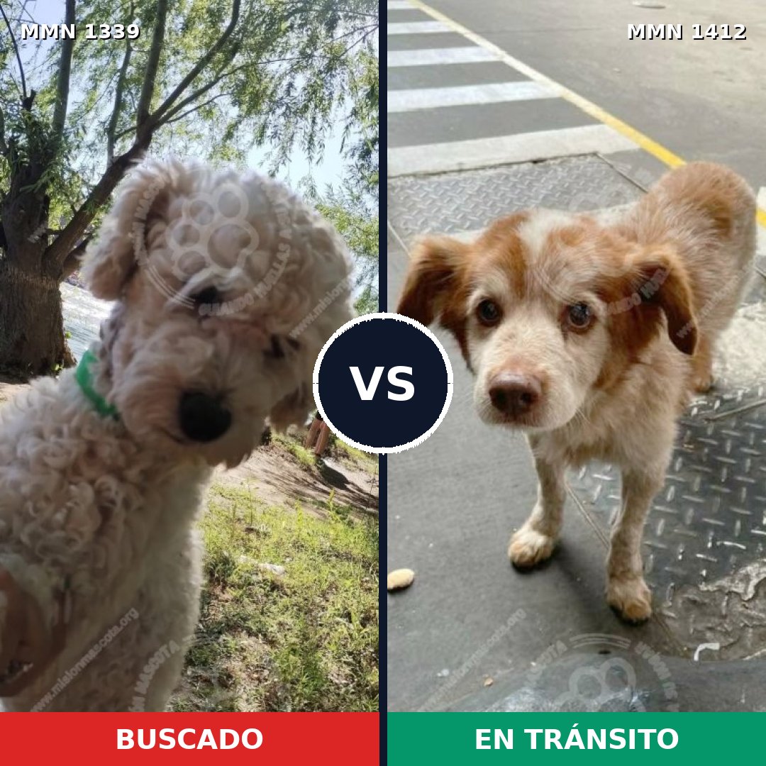 Comparativa MMS 24579: mascota perdida y mascota encontrada, 30% de similitud