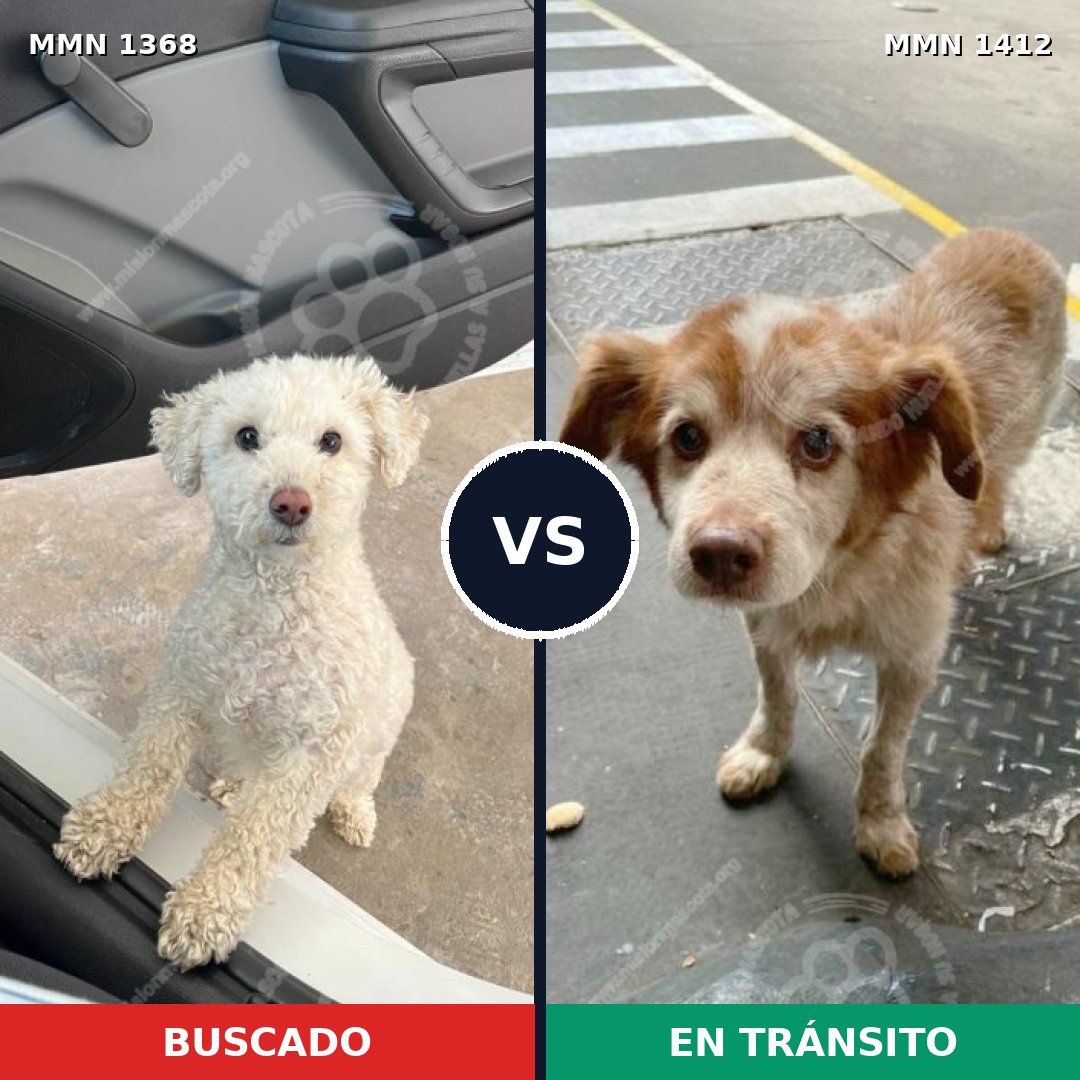 Comparativa MMS 24581: mascota perdida y mascota encontrada, 59% de similitud