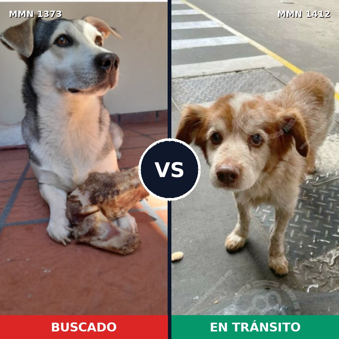 Comparativa MMS 24582: mascota perdida y mascota encontrada, 82% de similitud