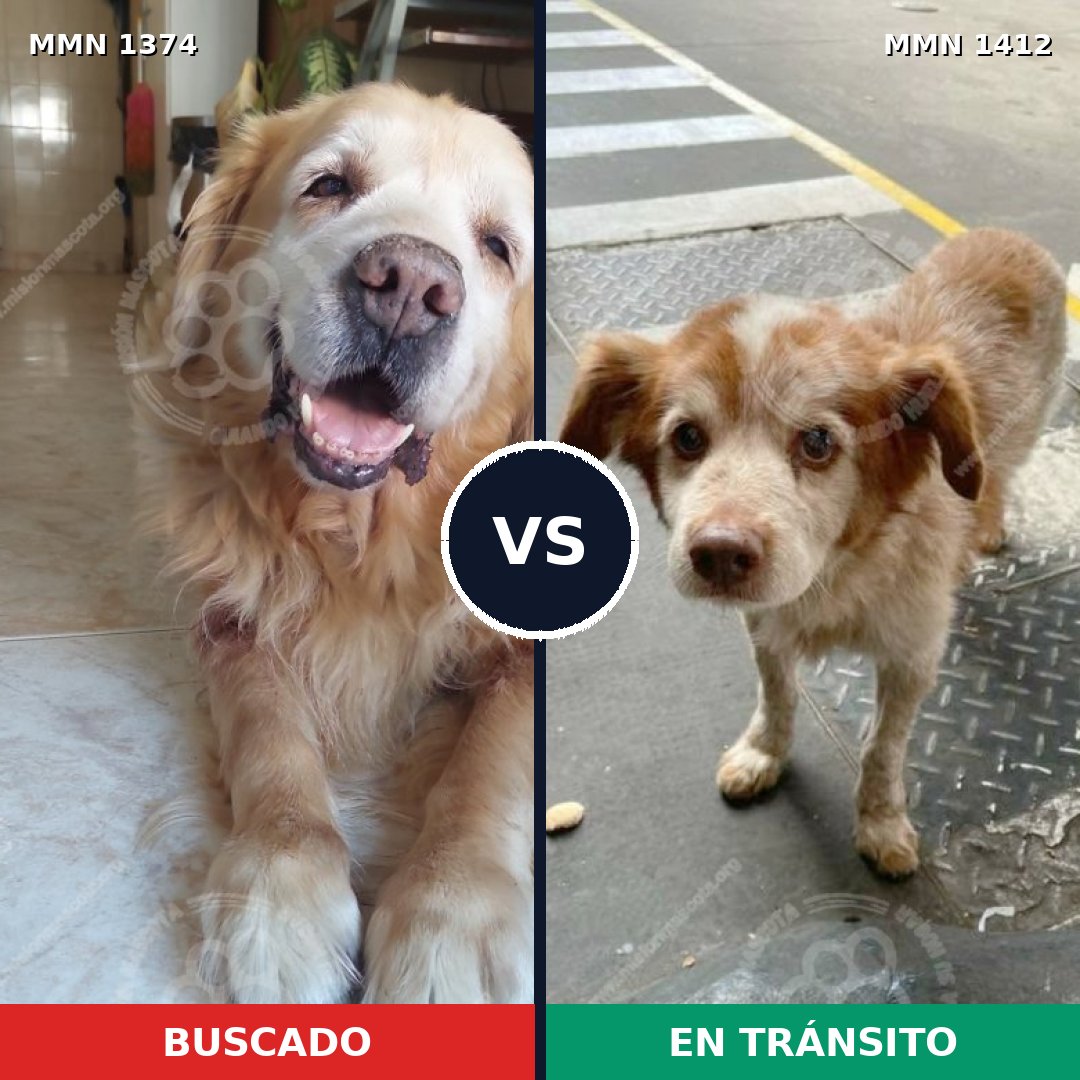 Comparativa MMS 24583: mascota perdida y mascota encontrada, 39% de similitud
