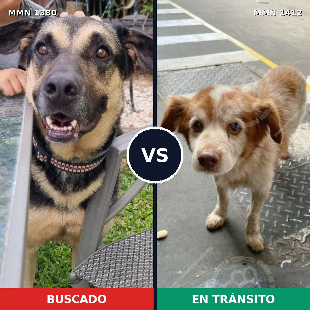 Comparativa MMS 24585: mascota perdida y mascota encontrada, 50% de similitud
