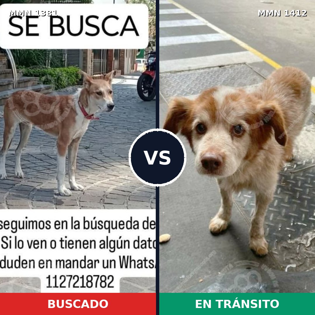 Comparativa MMS 24586: mascota perdida y mascota encontrada, 51% de similitud