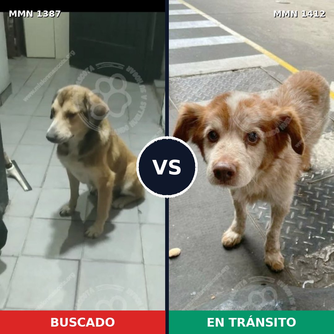 Comparativa MMS 24587: mascota perdida y mascota encontrada, 66% de similitud