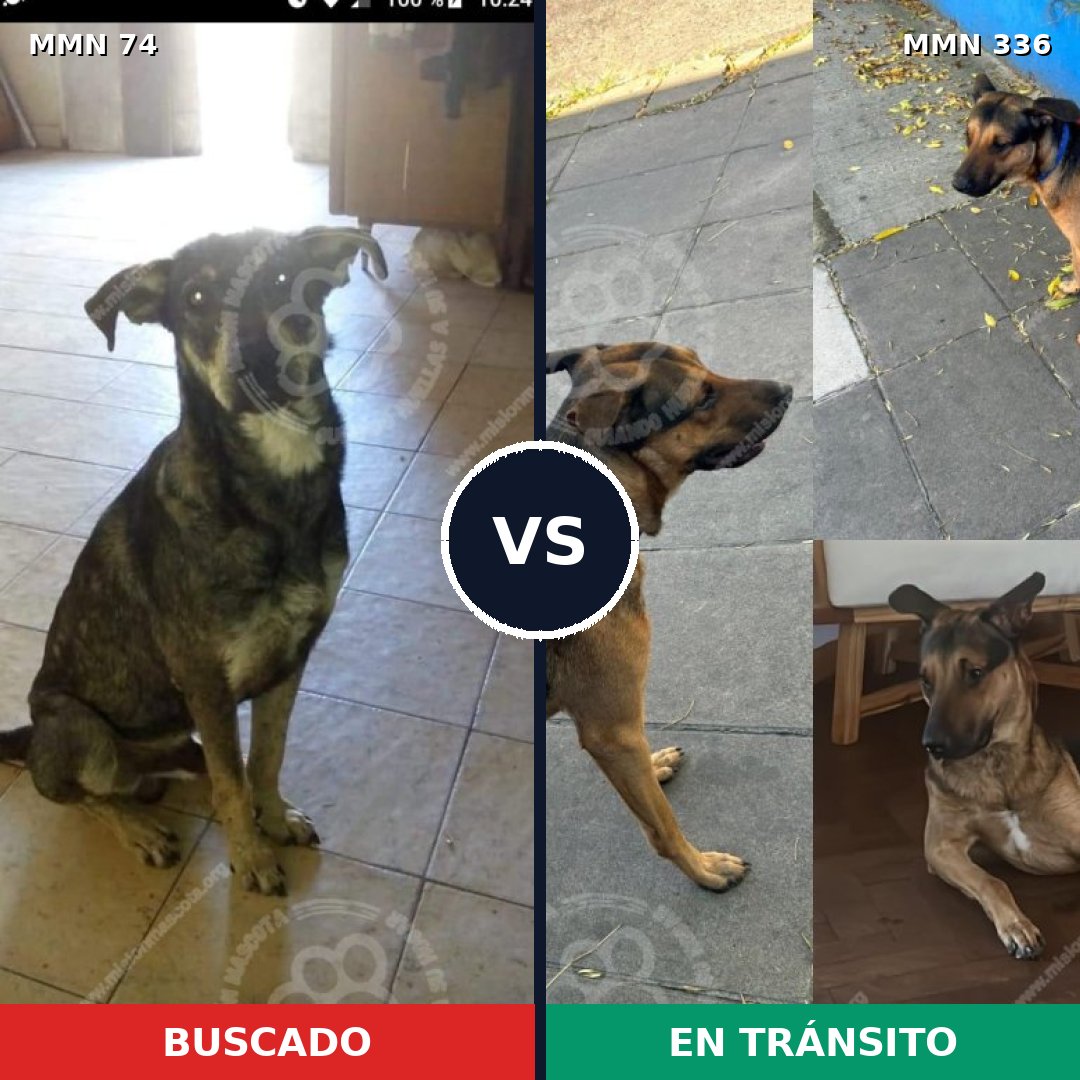 Comparativa MMS 2459: mascota perdida y mascota encontrada, 71% de similitud