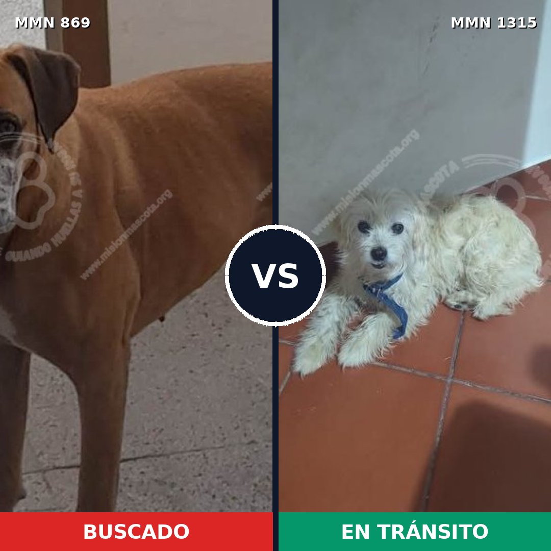 Comparativa MMS 24591: mascota perdida y mascota encontrada, 31% de similitud