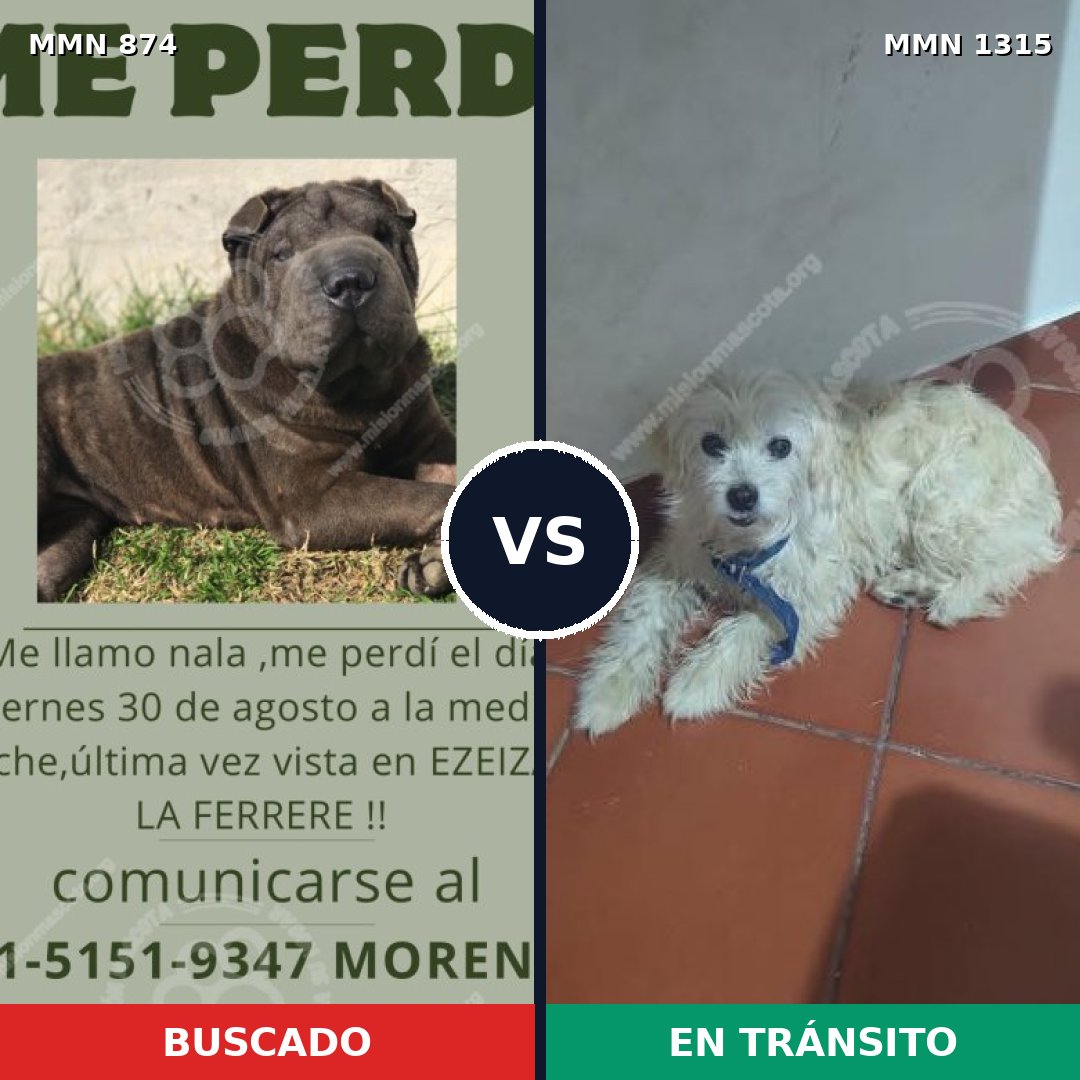 Comparativa MMS 24592: mascota perdida y mascota encontrada, 27% de similitud