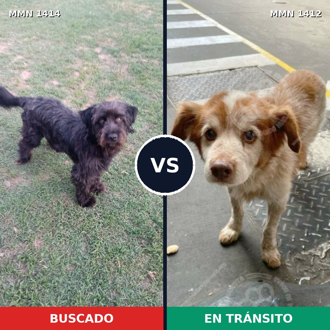 Comparativa MMS 24595: mascota perdida y mascota encontrada, 39% de similitud