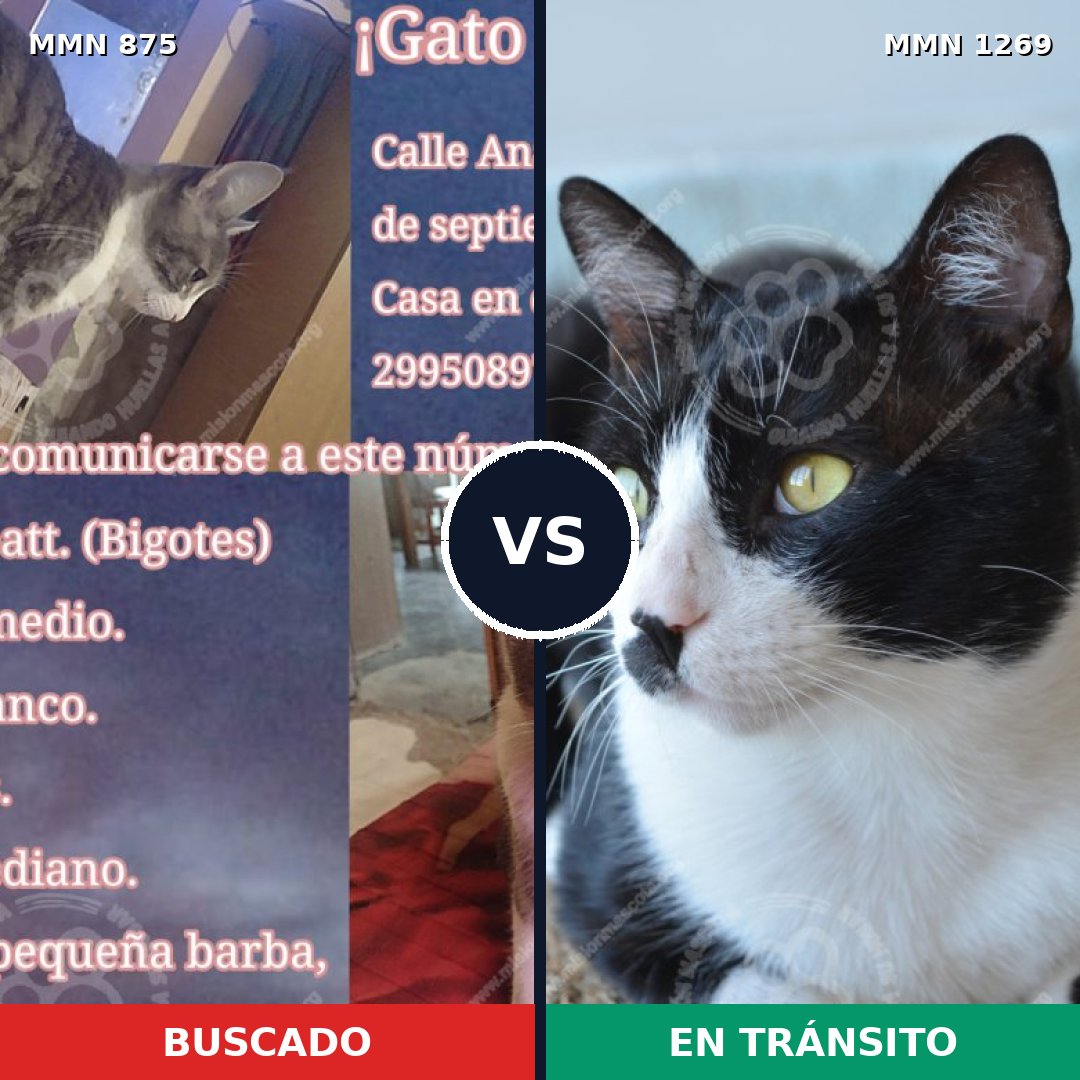 Comparativa MMS 24597: mascota perdida y mascota encontrada, 52% de similitud