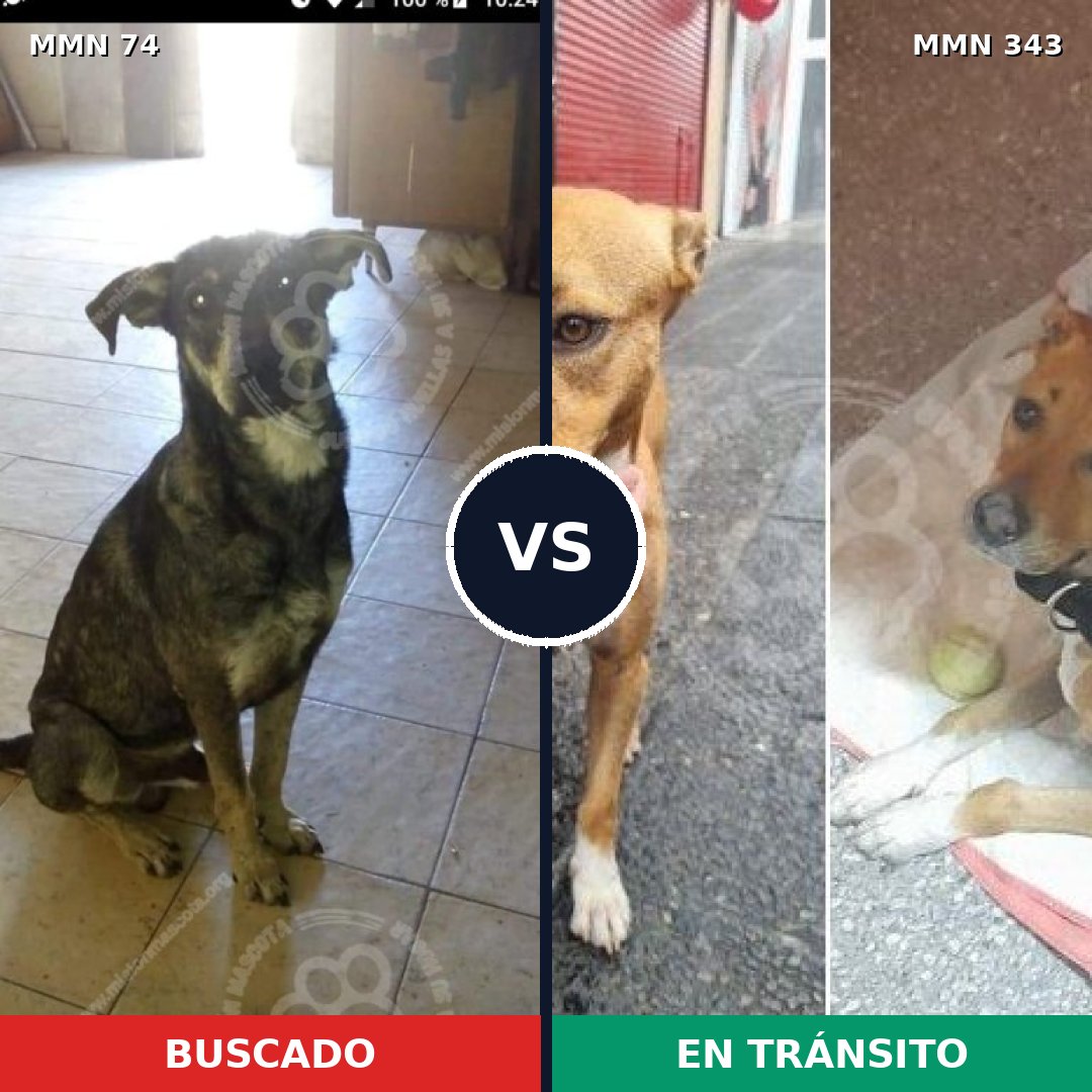 Comparativa MMS 2460: mascota perdida y mascota encontrada, 60% de similitud