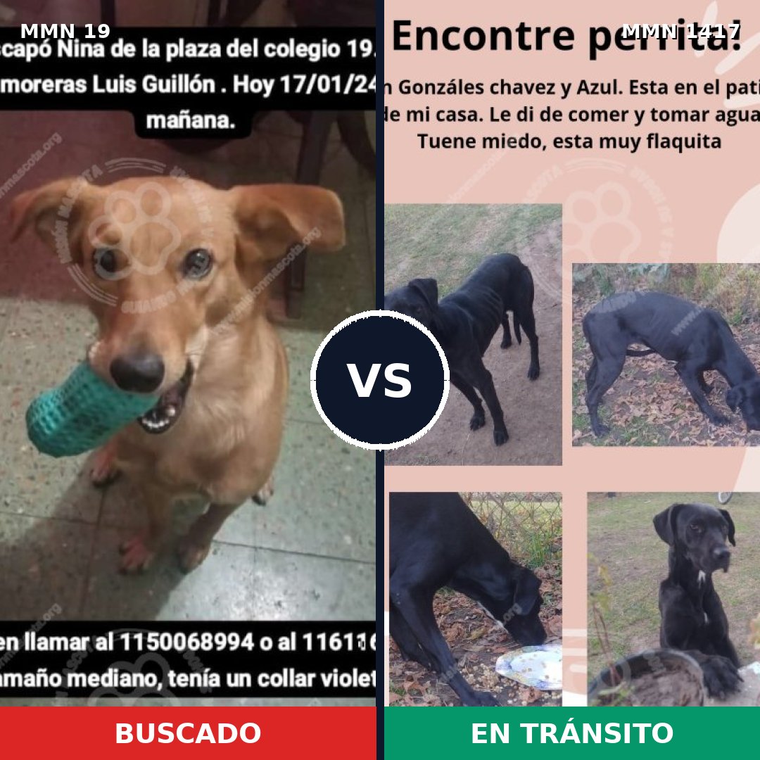 Comparativa MMS 24605: mascota perdida y mascota encontrada, 61% de similitud