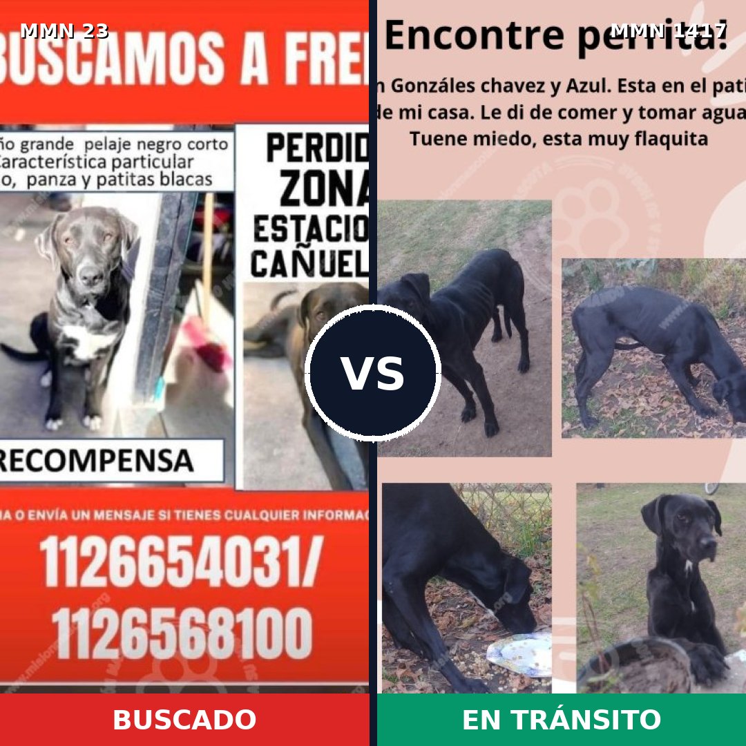 Comparativa MMS 24606: mascota perdida y mascota encontrada, 77% de similitud
